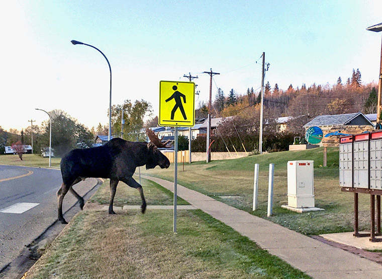 A law-abiding moose